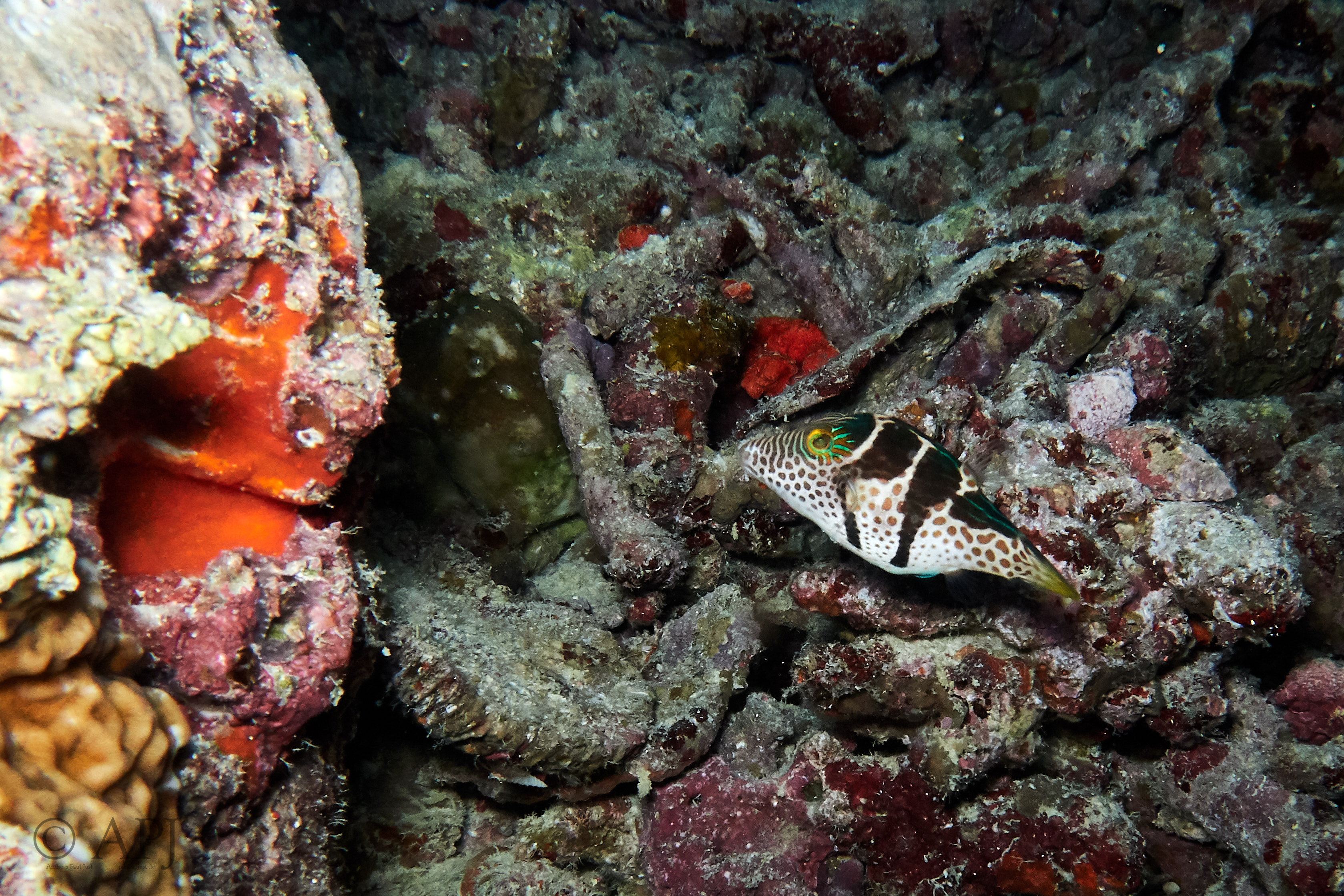 000863 15 08 17  Canon PowerShot G7 X Mark II   Malediven2017